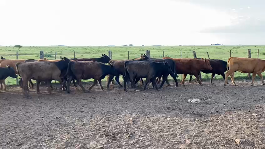 Lote 38 Vaquillonas en Azul, Buenos Aires