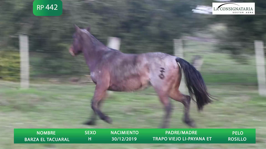 Lote BARZA EL TACUARAL