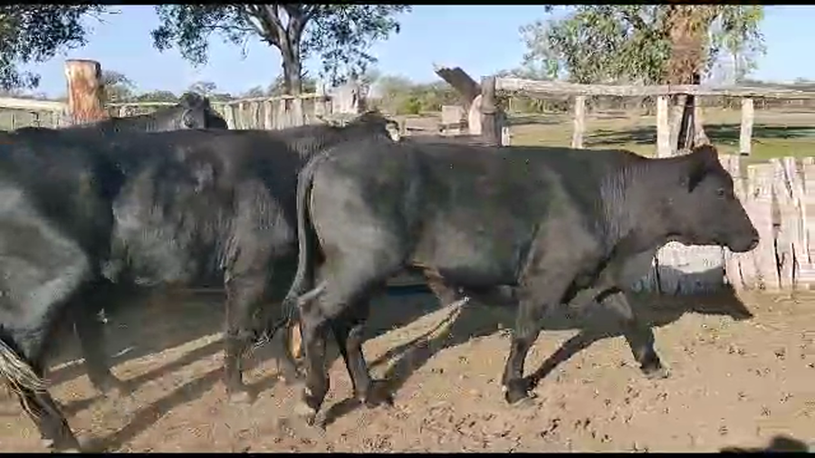 Lote 45 Novillos en San José de Feliciano, Entre Ríos