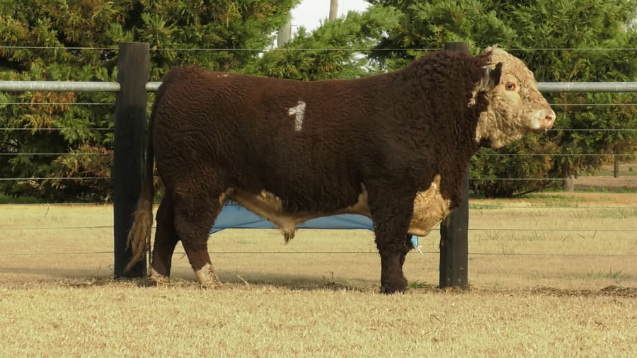 Lote TOROS P. HEREFORD PURO REGISTADRO