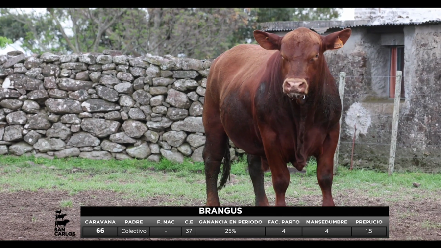 Lote 3 Toros a remate en San Carlos y La Magdalena, Artigas