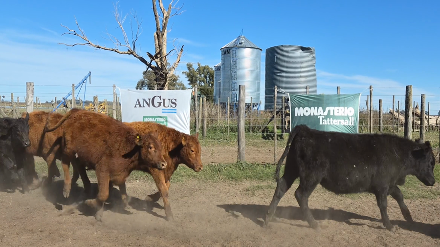 Lote 68 Terneros en Buenos Aires, Bolívar