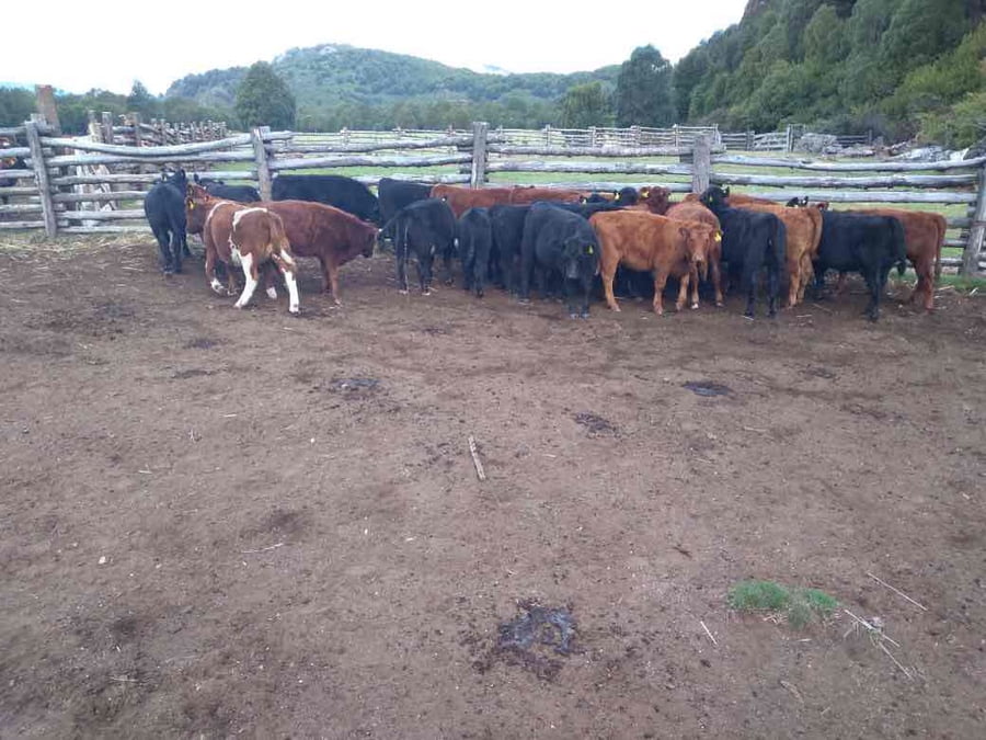Lote 80 Ternera en XI Región Aysén, Cisnes