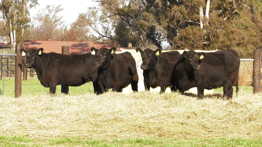 Lote VACAS SEGUNDA PARICION ANGUS PURO CONTROLADAS
