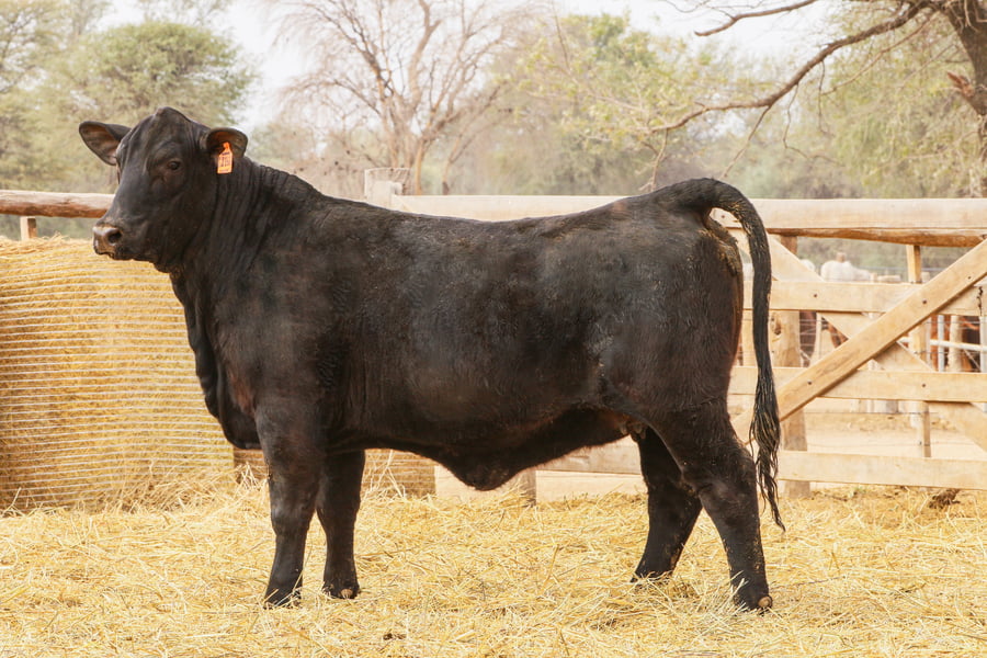 Lote LOTE 45