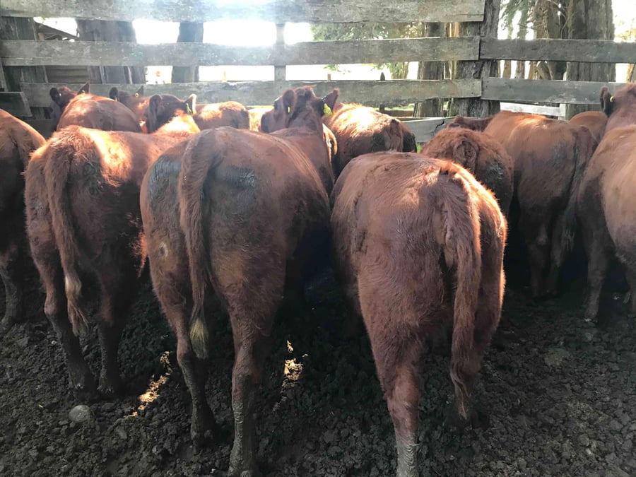 Lote 44 Ternera en Puerto Varas, X Región Los Lagos