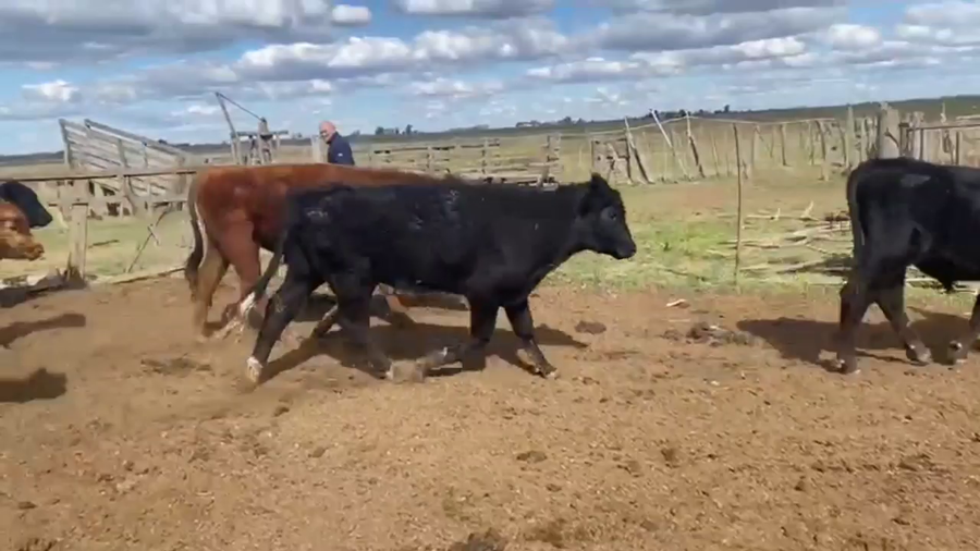 Lote 73 Novillitos en Trenque Lauquen, Buenos Aires