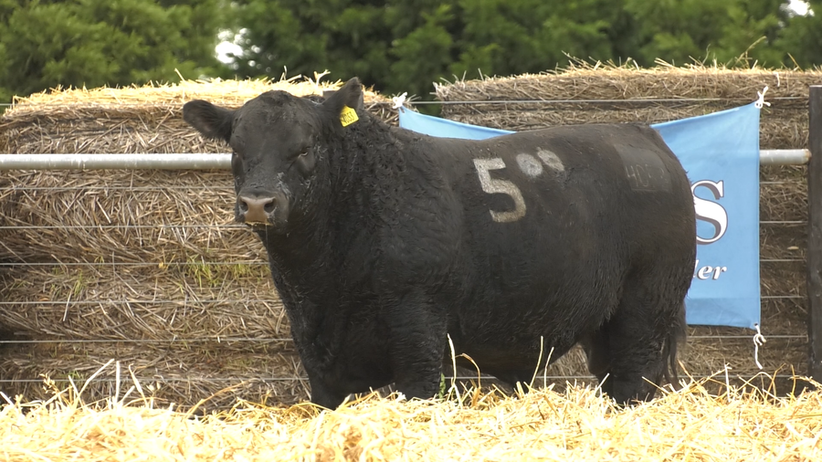Lote TOROS ANGUS PURO CONTROLADO