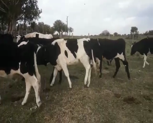 Lote 11 Novillos HOLANDO Y CRUZAS 450kg - , San José