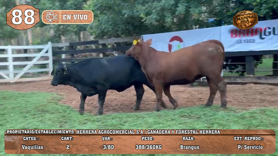 Lote LOTE 88 -EN VIVO