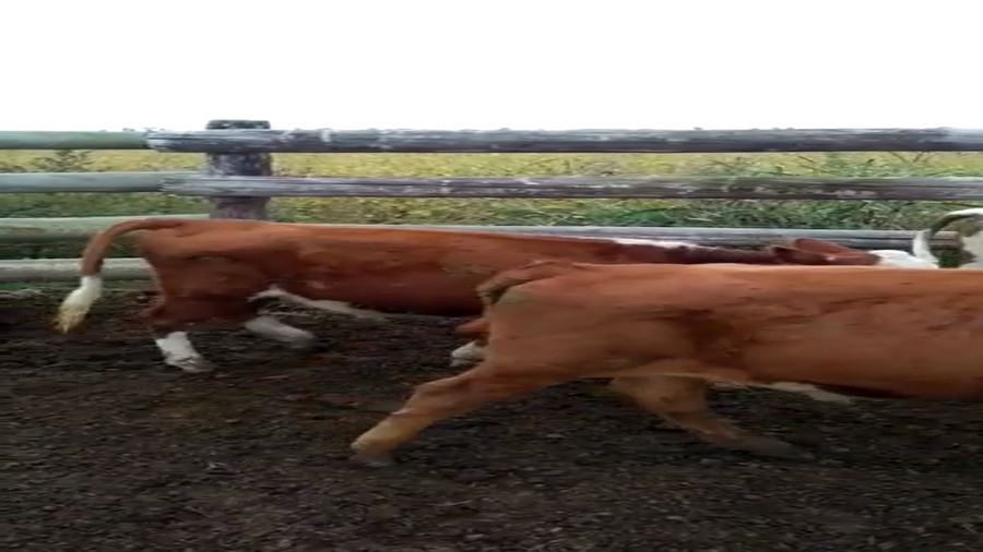 Lote 5 Novillitos en Pueblo Marini, Santa Fe