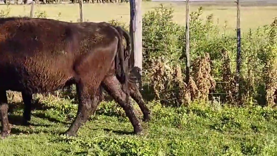 Lote 39 VACAS PREÑADAS, EN URDAPILLETA, BS. AS.