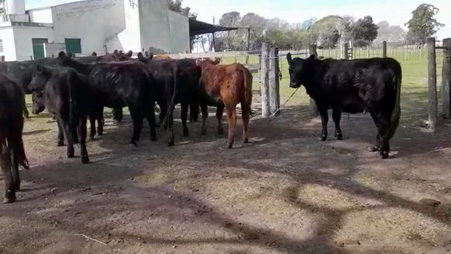 Lote 12 Vaquillonas preñadas en Laprida, Buenos Aires