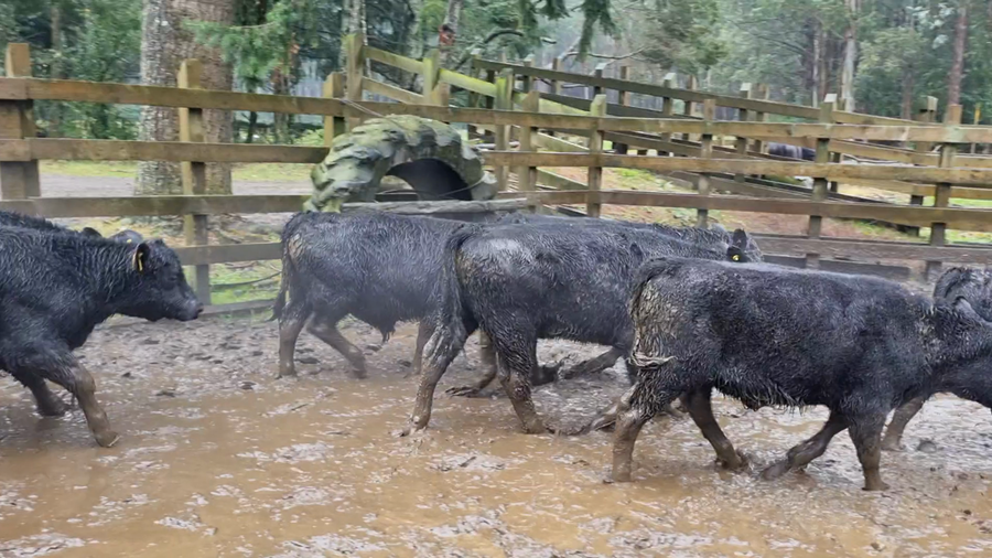 Lote 72 Ternero en Toltén, IX Región Araucanía