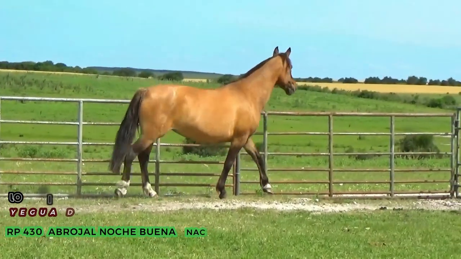 Lote Abrojal Noche buena