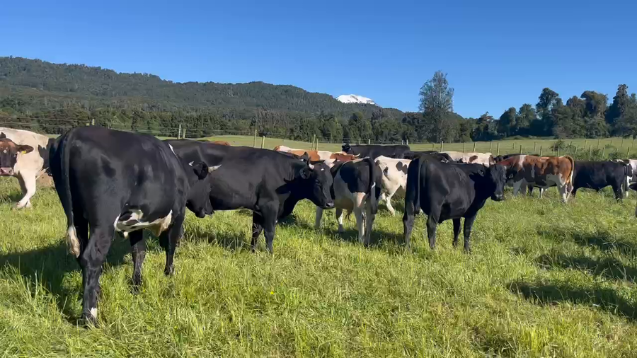 Lote 45 Novillo Gordo en Puerto Varas, X Región Los Lagos
