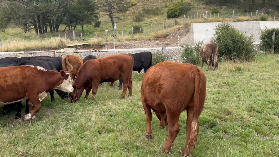 Lote 40 Novillo Engorda