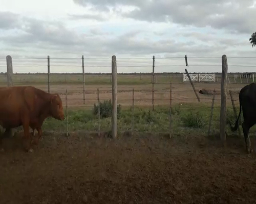 Lote 102 vacas preñadas - Ambrosetti Pcia Santa Fe