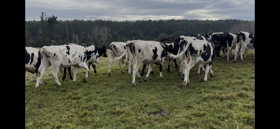 Lote 20 Ternera
