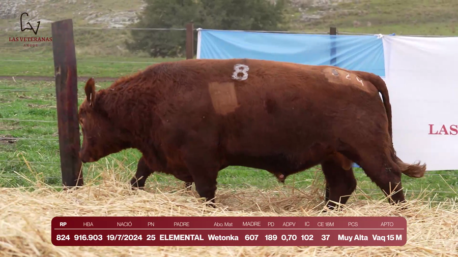 Lote Lote 3 Toros - RP 824