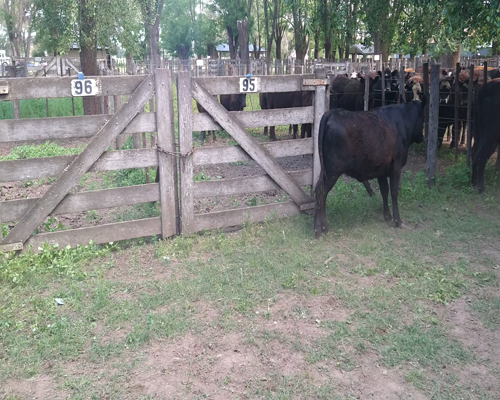 Lote 29 Vaquillonas en Gral. Lamadrid, Buenos Aires