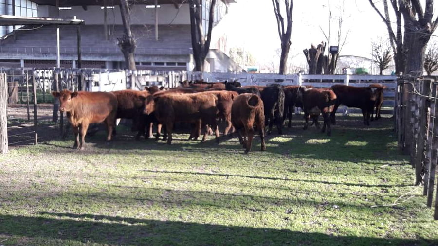 Lote 27 Terneras en Gral. Lamadrid, Buenos Aires
