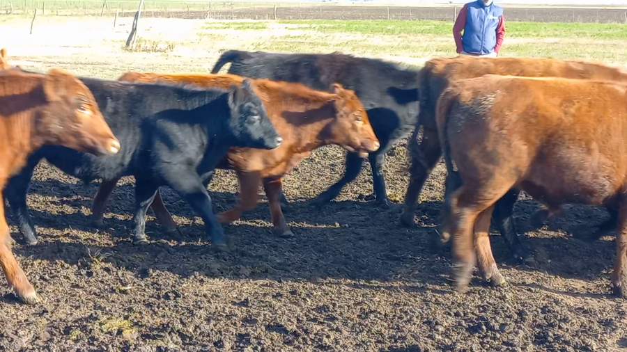 Lote 45 Novillitos en Daireaux, Buenos Aires