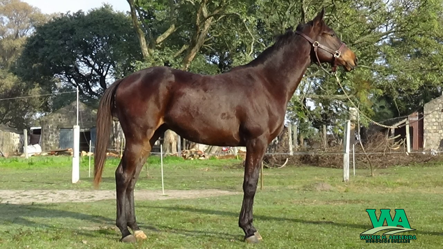Lote ALEATORIO
