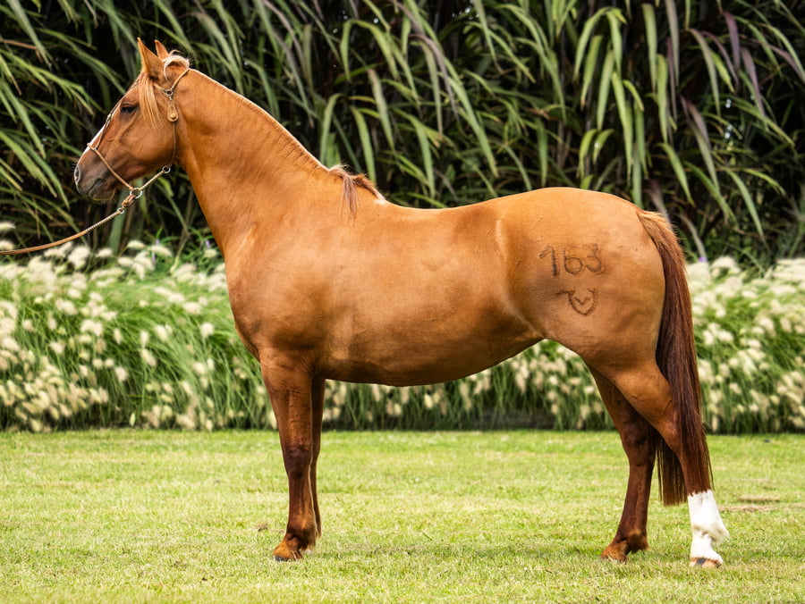 Lote Guirita Helena