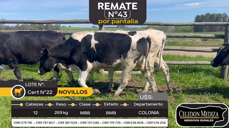 Lote 12 Novillos en Otra Localidad, Colonia