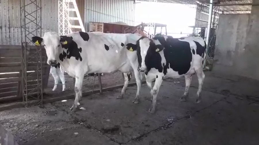 Lote Vaquillonas Preñadas - Eligio Weidmann