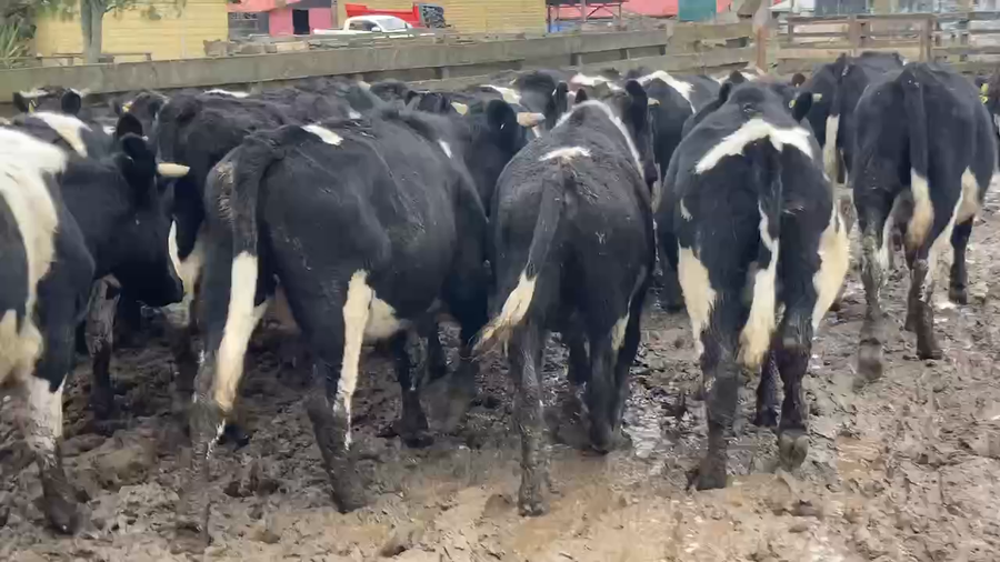 Lote 60 Novillo Engorda en Purranque, X Región Los Lagos