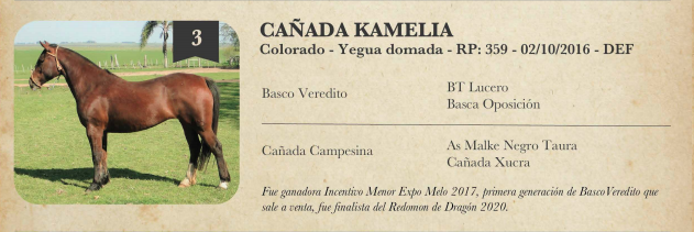 Lote Criollos da Fronteira Cañada Kamelia  RP:359