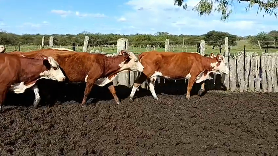 Lote 72 Vacas nuevas C/ gtia de preñez