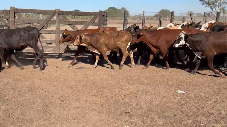 Lote 120 Terneros en Gral. San Martín, Chaco
