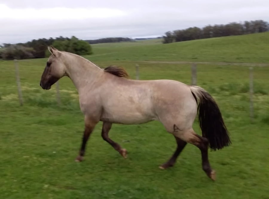 Lote Cabaña "Berachi" - RP 375 - Berachi Totorita