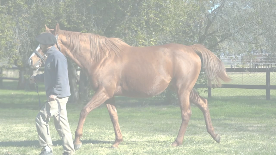 Lote JOY RODHESIA (FORTIFY - STORMY ROUSING)  Preñez de DADDY LONG LEGS