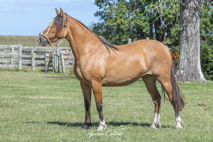 Lote Espada de Los Recuerdos