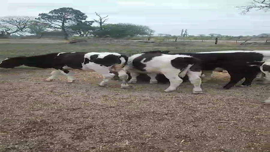 Lote 25 Novillitos Holando Argentino en Col. Bigand en Santa Fe