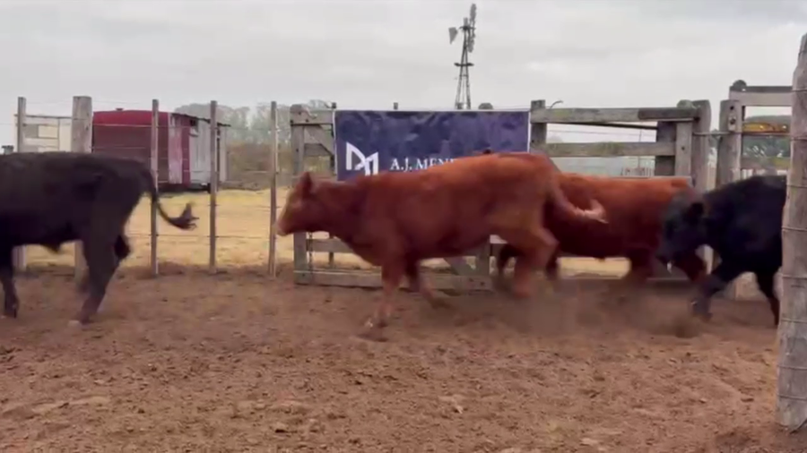 Lote 70 TERNS. MACHOS, EN GUAMINI, BS. AS.