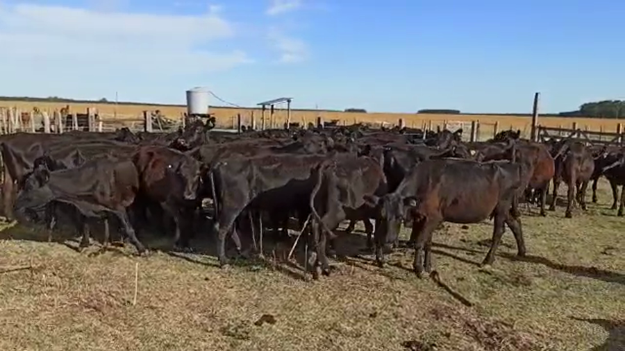 Lote 52 Vacas de invernar en Entre Ríos, San Salvador