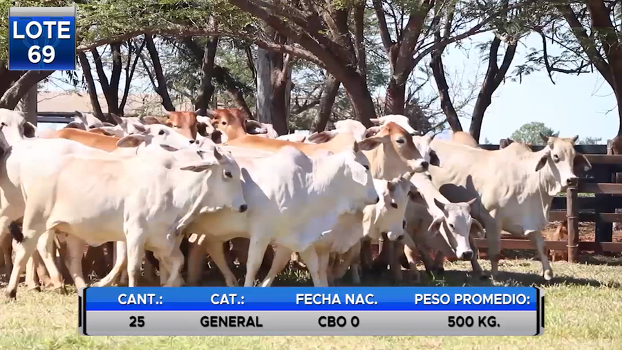 Lote POR PANTALLA -VAQUILLAS TIPO  BRAHMAN  PREÑADAS -LOTE 69