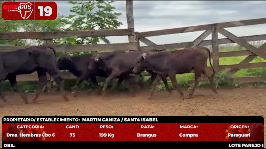 Lote LOTE 19 - POR PANTALLA