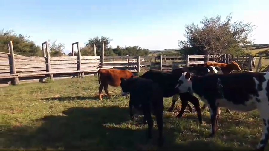 Lote 4 Terneros Cruzas a remate en Pantalla Camy 150kg -  en Cerro Negro