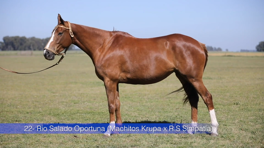 Lote RIO SALADO OPORTUNA (MACHITOS KRUPA - RIO SALADO SIMPATIA)