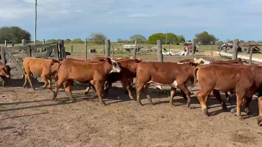 Lote 90 Novillitos en Chaco, Gral. San Martín