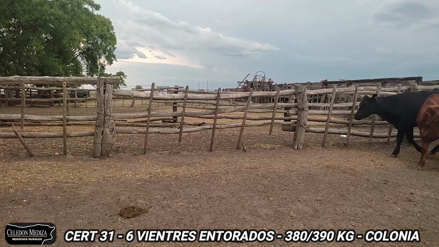 Lote 6 Vientres Entorados en Agraciada, Soriano