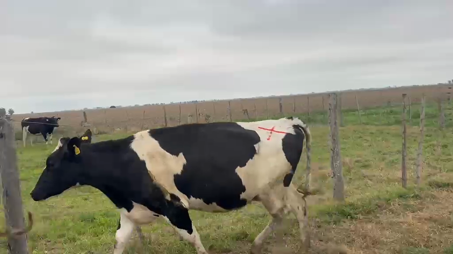Lote 5 Vaquillonas Holando Argentino preñadas en Morteros, Córdoba