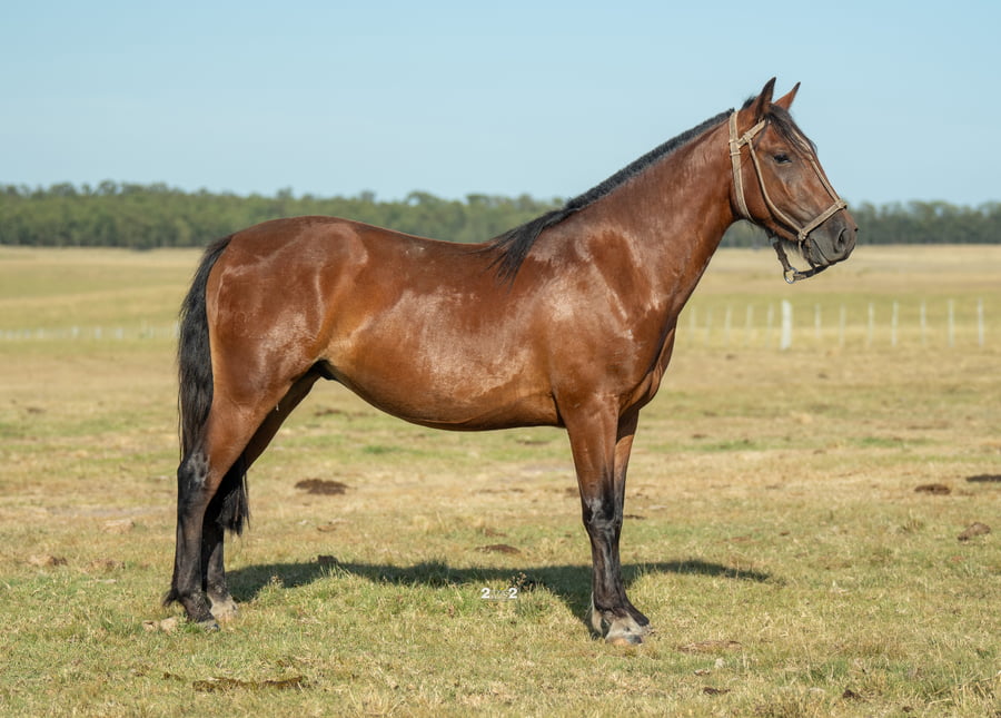 Lote JUANETE INCHALÁ