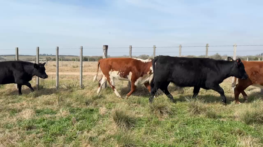 Lote VAQUILLONAS 1 a 2 AÑOS